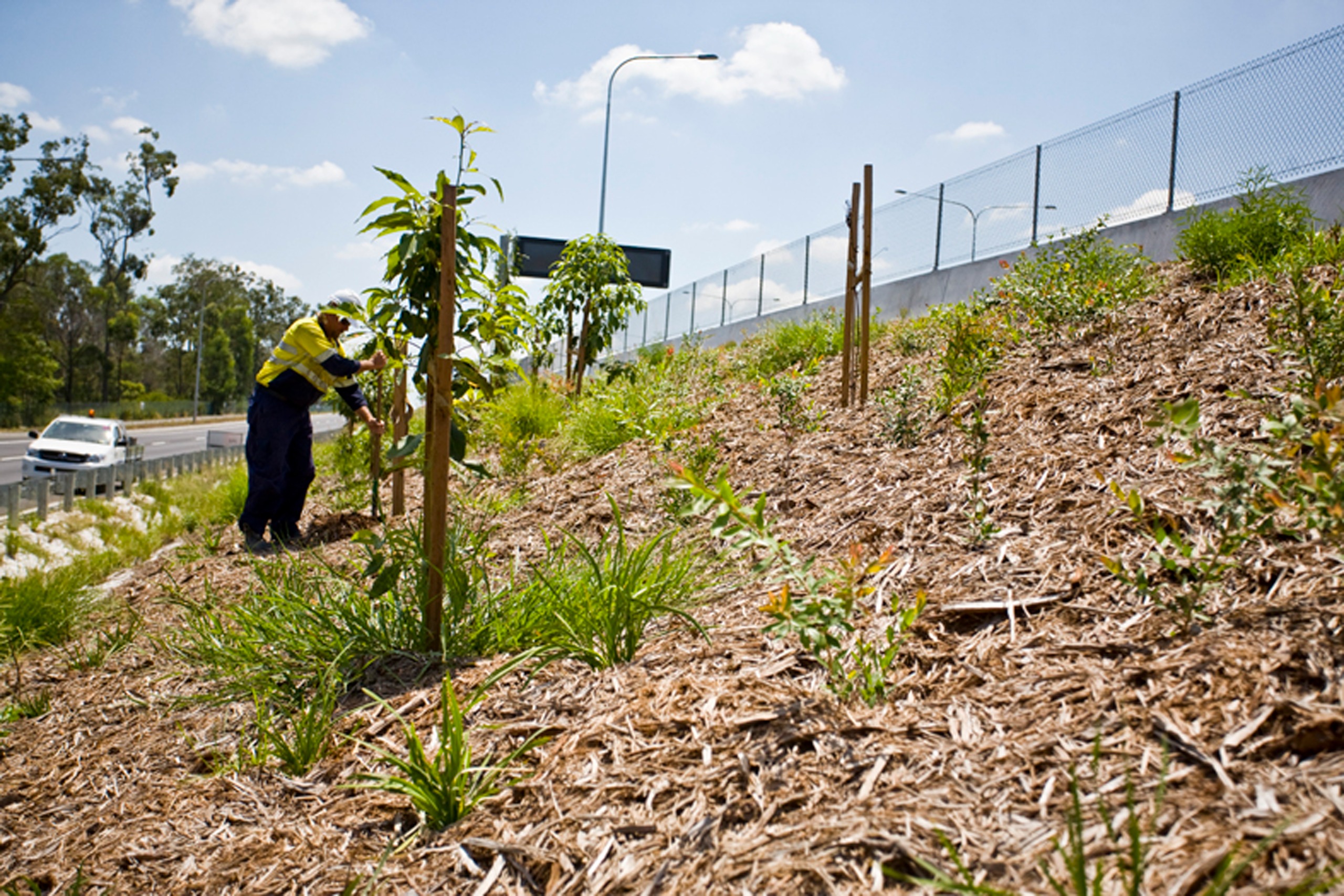 Photos showing project landscaping